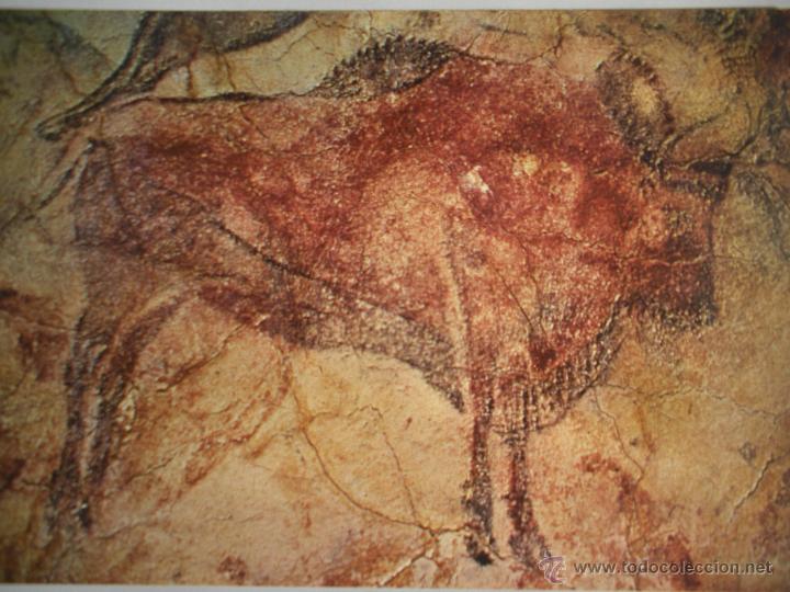 Postales: MAGNIFICA POSTAL DE - CUEVAS DE ALTAMIRA - SIN CIRCULAR - - Foto 1