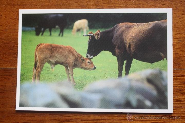 Cartoline: IMAGENES DE CANTABRIA. RUENTE.