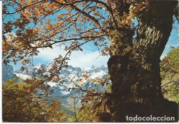 Cartes Postales: [POSTAL] Picos de Europa (Cantabria) Oto&ntilde;o en el valle de Li&eacute;bana. A&ntilde;os 70' (circulada)
