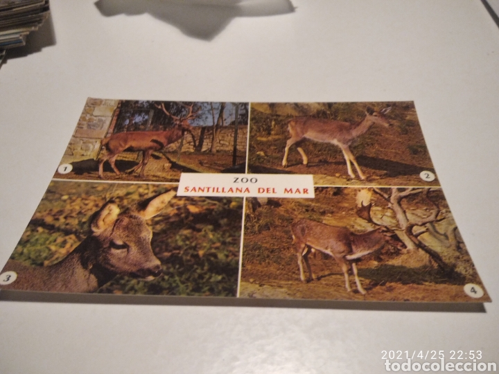 Postales: Zoo Santillana del Mar - Foto 1