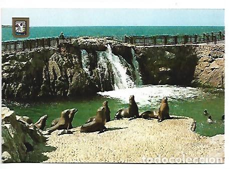 Postales: FOCAS, PENINSULA DE LA MAGDALENA.- SANTANDER - Foto 1
