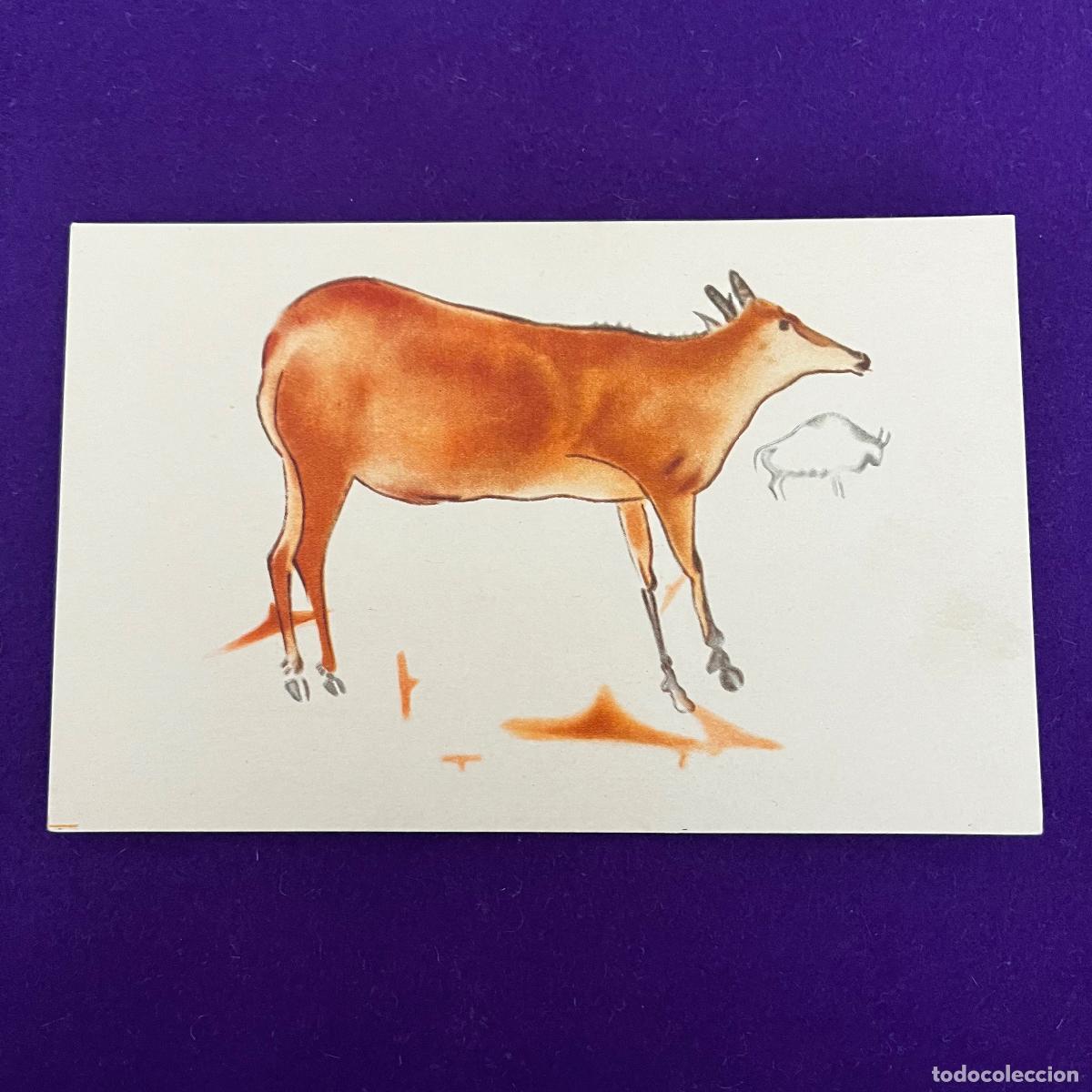 Postais: POSTAL DE CUEVAS DE ALTAMIRA (CANTABRIA). CIERVA GRANDE Y BISONTE PEQUE&Ntilde;O.
