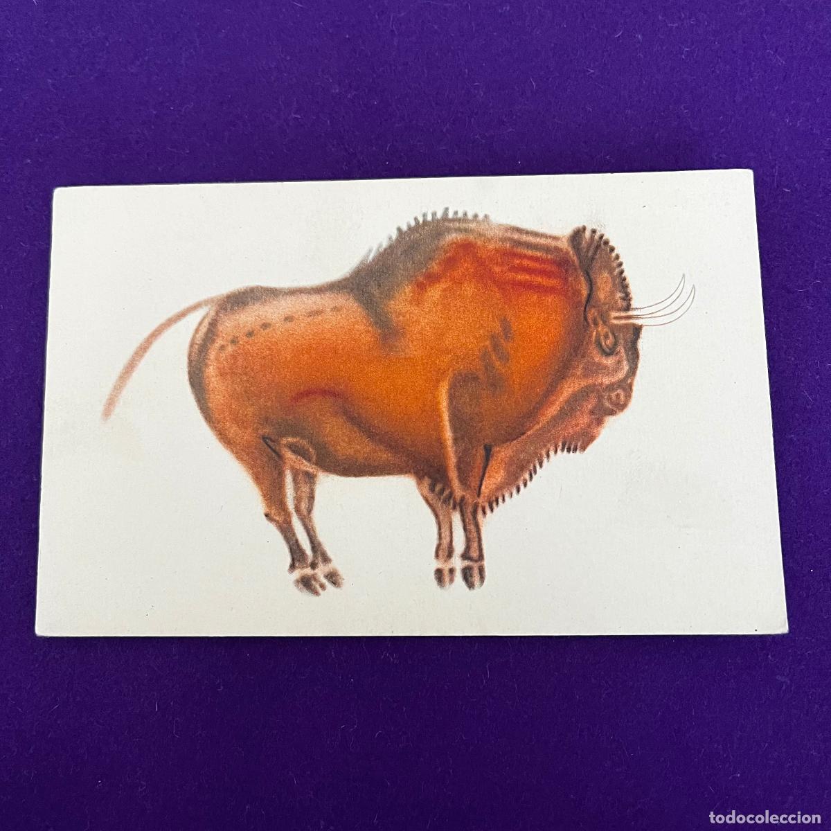 Cartes Postales: POSTAL DE CUEVAS DE ALTAMIRA (CANTABRIA). BISONTE PARADO.