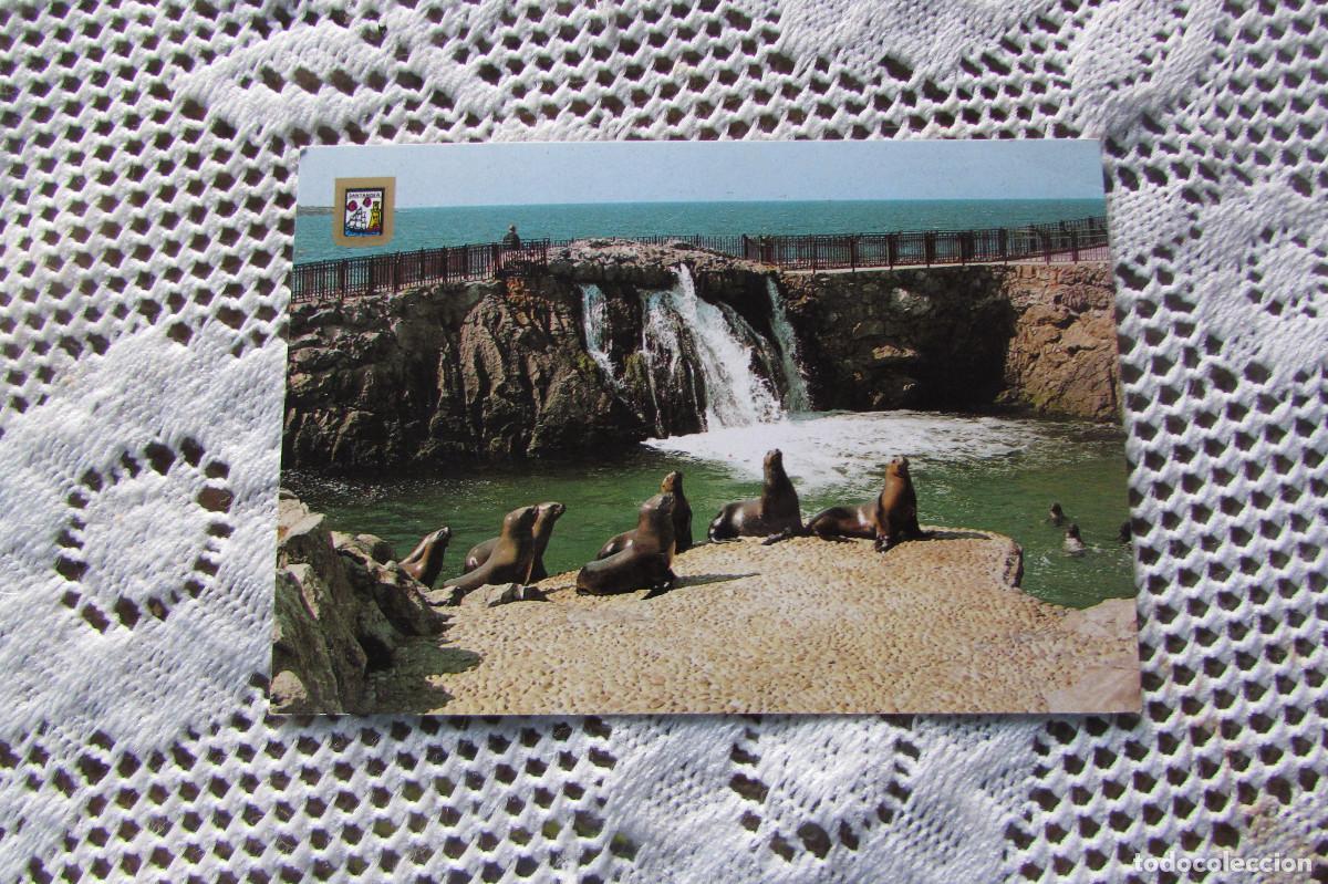 Postales: Santander (Cantabria) - Pen&iacute;nsula de la Magdalena - Focas - Ed. Dom&iacute;nguez n&ordm; 188