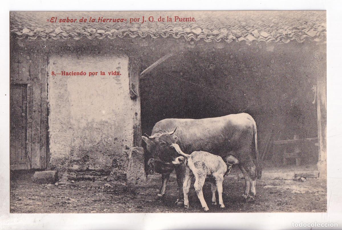 Postales: POSTAL. EL SABOR DE LA TIERRUCA. 8. HACIENDO POR LA VIDA. CANTABRIA. POR J. G. DE LA PUENTE