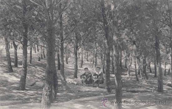 Postales: ALBACETE.- BOSQUE DEL PARQUE - Foto 1