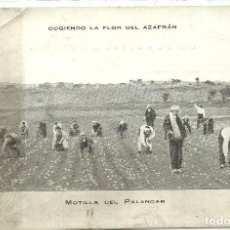 Postales: (PS-54036)POSTAL DE MOTILLA DEL PALANCAR-COGIENDO LA FLOR DEL AZAFRAN.GABINO MASSO
