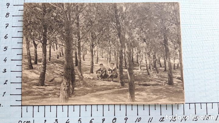 Postales: Albacete, bosque del Parque. Sin circular. - Foto 1