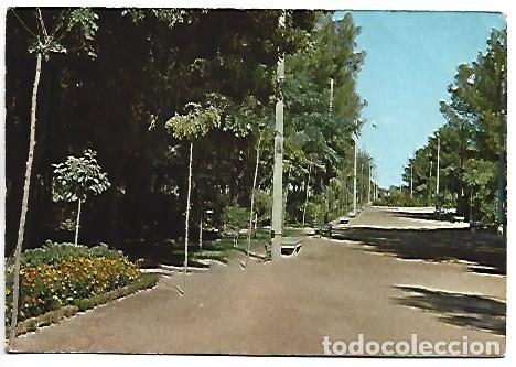 Postales: PARQUE MUNICIPAL - PARK MUNICIPAL.- HERENCIA / CIUDAD REAL