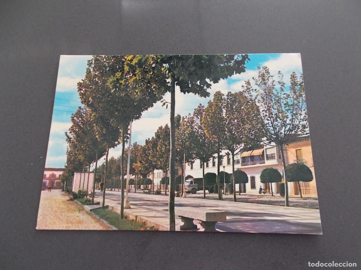 Postales: TOMELLOSO --CIUDAD REAL -- NUEVO PASEO DE LAS MORERAS