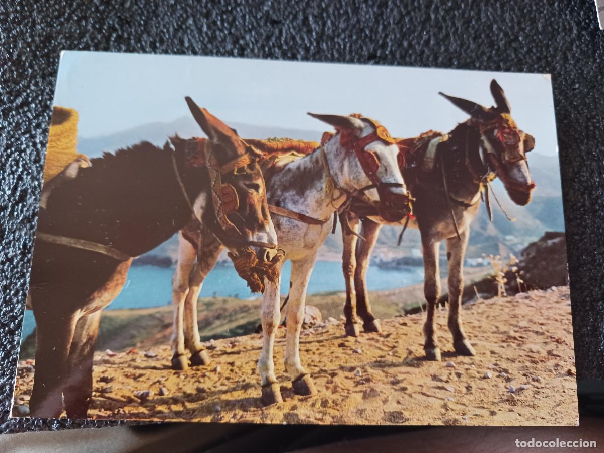 Postales: 1441 espa&ntilde;as, borricos tipicos, ed. garrabella, escrita