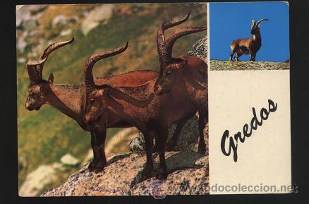 Postales: Postal n&ordm; 243 - Sierra de Gredos ( sin escribir ) Cabra Hisp&aacute;nica