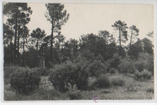 Postales: TARJETA POSTAL DE LAS NAVAS DEL MARQUES PINARES VERANIEGOS AVILA