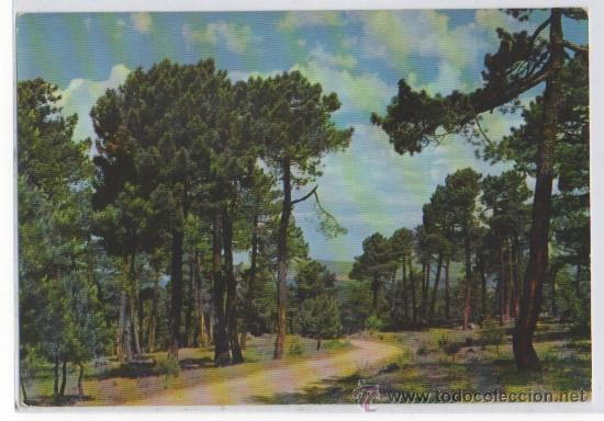 Postales: TARJETA POSTAL DE LAS NAVAS DEL MARQUES PINARES AVILA