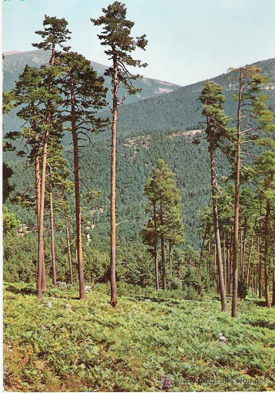 Postales: BOSQUE DE VALSAIN - SEGOVIA - - Foto 1