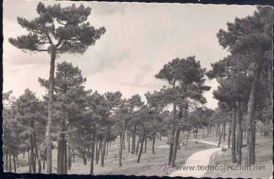 Postales: LAS NAVAS DEL MARQU&Eacute;S (&Aacute;VILA).- PINAR - Foto 1