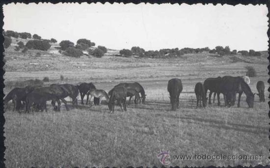 Postales: SORIA.- FOTOS MONTOYA- A&Ntilde;O 1951