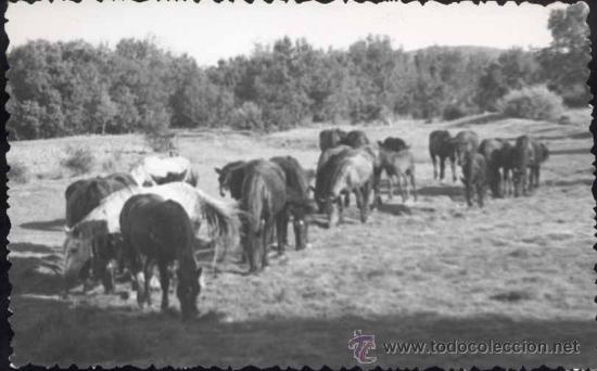 Postales: SORIA.- FOTOS MONTOYA- A&Ntilde;O 1951