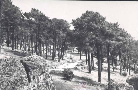 Postales: LAS NAVAS DEL MARQUES (AVILA).-PINAR