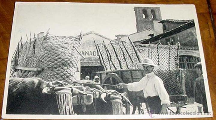 Postales: ANTIGUA POSTAL DE NAVALMORCUENDE (AVILA) - CAMPESINO - NO CIRCULADA.