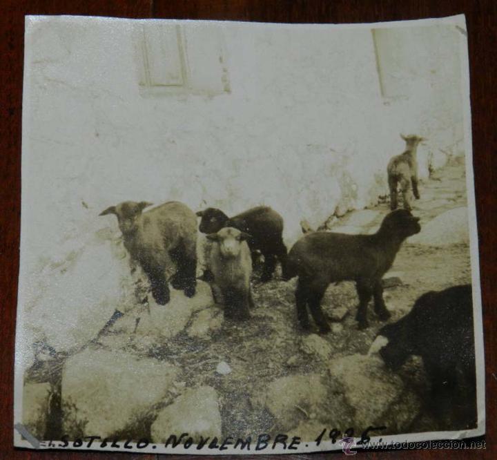 Postales: ANTIGUA FOTOGRAFIA DE SOTILLO DE LA ADRADA, AVILA, 1925, MIDE 8,5 X 8,5 CMS