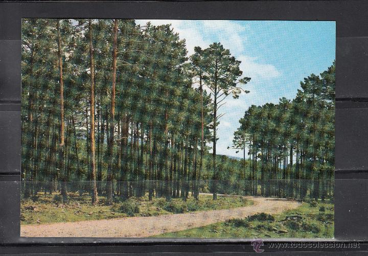 Postales: 29 VINUESA. PINARES - Foto 1