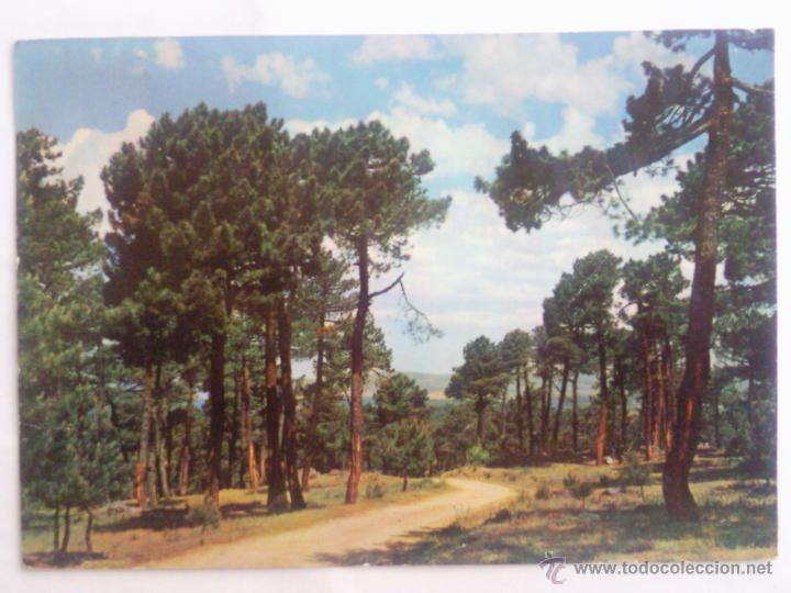Postales: POSTAL AVILA, LAS NAVAS DEL MARQUES, PINARES