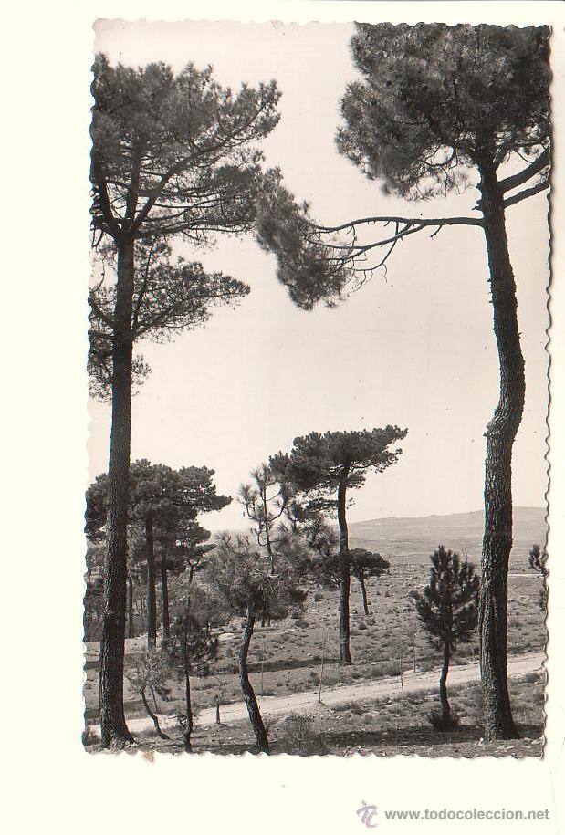 Postales: NAVAS DEL MARQUES (AVILA).- PINAR