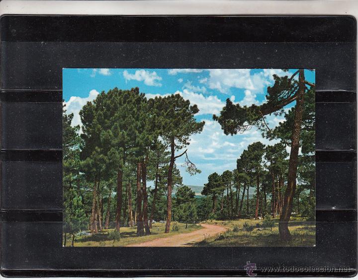 Postales: 2.-LAS NAVAS DEL MARQU&Eacute;S. PINARES