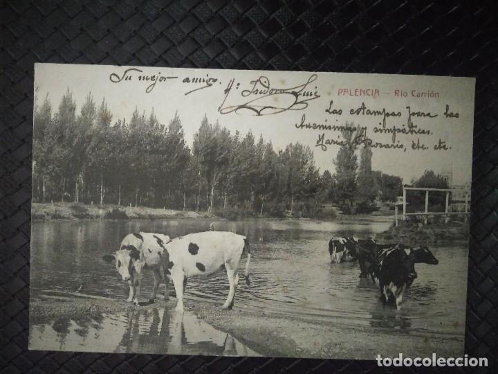 Postales: PALENCIA.  R&Iacute;O CARRI&Oacute;N. - Foto 1