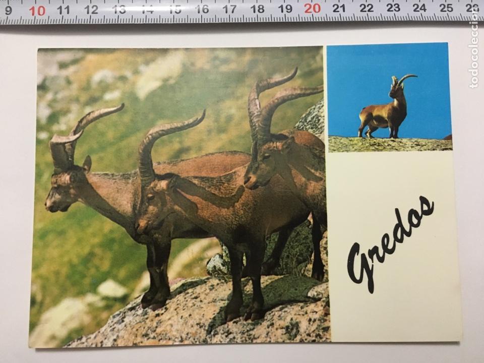 Postales: Postal. 243. SIERRA DE GREDOS. Cabra hisp&aacute;nica. Dist. STVDIO. H. 1960