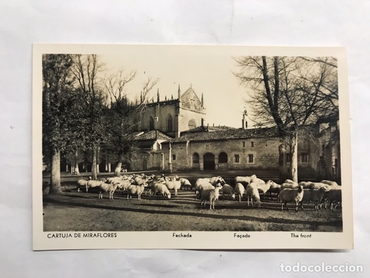 Postales: CARTUJA DE MIRAFLORES (Burgos) Postal Ganado frente la Fachada. Edita: Manipel (h.1950?)