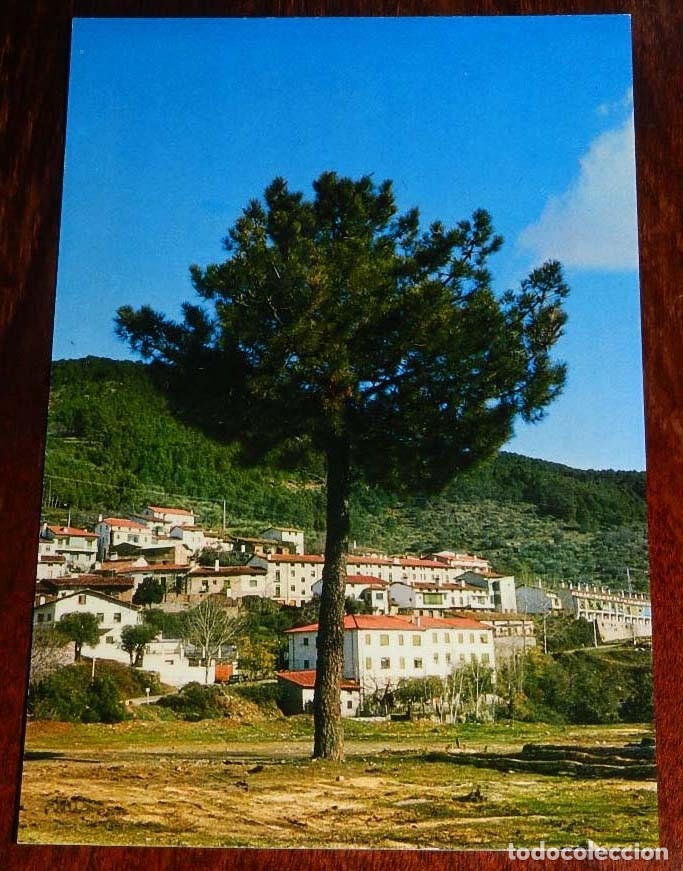 Postales: FOTO POSTAL DE GUISANDO (AVILA) VISTA GENERAL PINOS Y CIELO, RUAN S.A.., SIN CIRCULAR