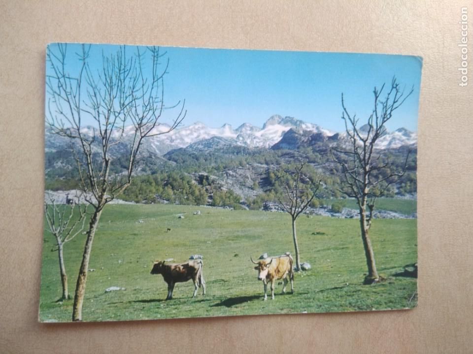 Postales: Postal picos de europa, macizo central
