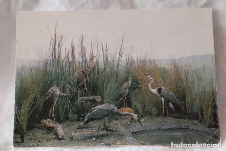 Postales: PALACIO REAL RIOFRIO MUSEO DE CAZA LA GARZA REAL DIORAMA REPRESENTATIVO COTO DE DO&Ntilde;ANA 1995 REF 13