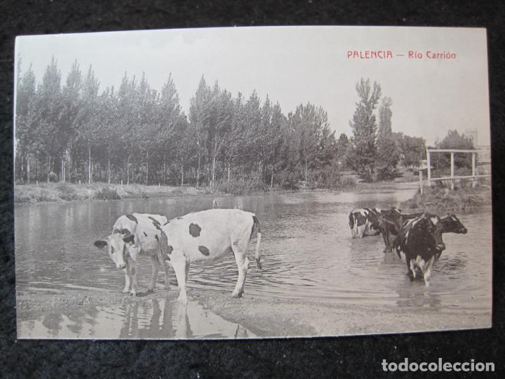 Postales: PALENCIA-RIO CARRION-VACAS-POSTAL ANTIGUA-(94.137)