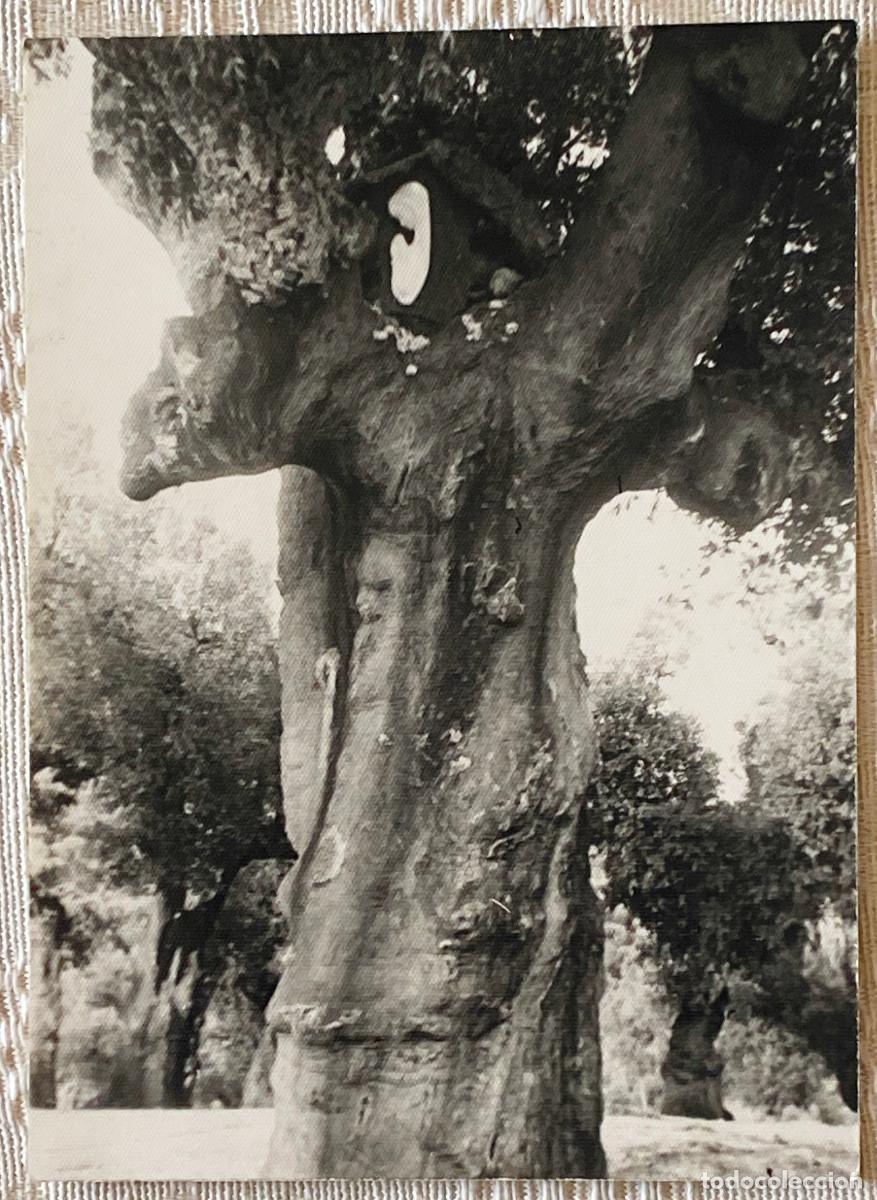 Postcards: FOTOGRAF&Iacute;A DE PIEDRALAVES, AVILA, EL ARBOL DE LA VIRGEN, MIDE 10,5 X 8 CMS.