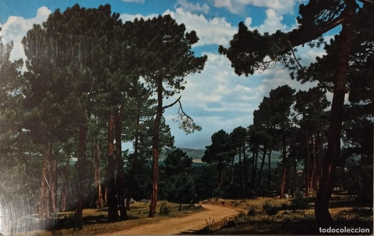 Postales: PINARES DE LAS NAVAS DEL MARQU&Eacute;S (&Aacute;VILA). POSTAL - Foto 1