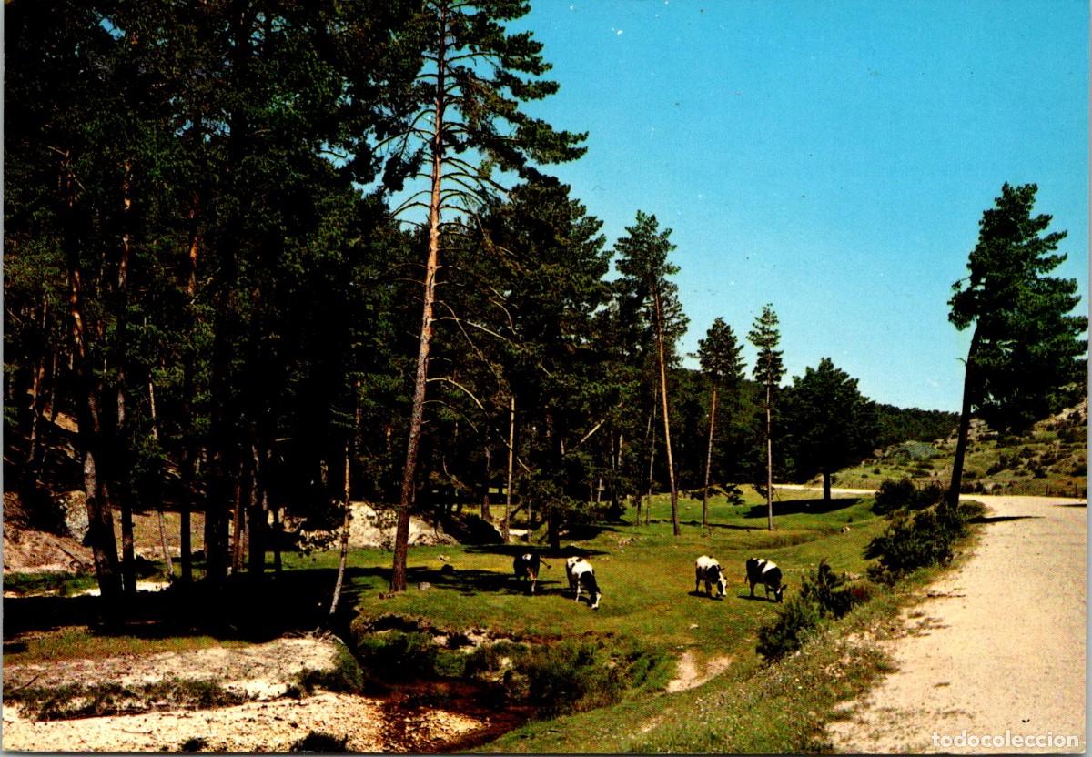 Cartes Postales: San Leonardo de Yag&uuml;e (Soria) - Rinc&oacute;n de los pinares - Arribas 2006 - 152x105mm - Vacas pastando