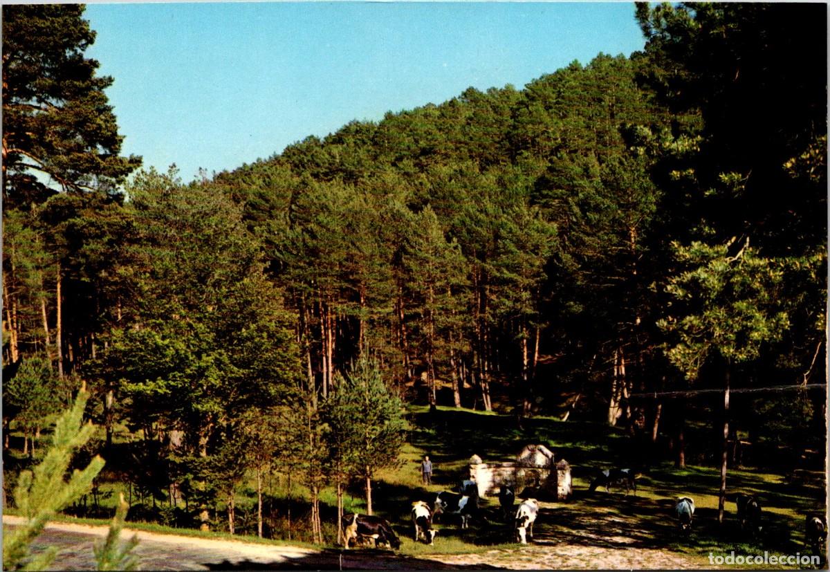Cartes Postales: San Leonardo de Yag&uuml;e (Soria) - Fuente de la Gitana - Arribas 2003 - 152x105mm - Vacas pastando