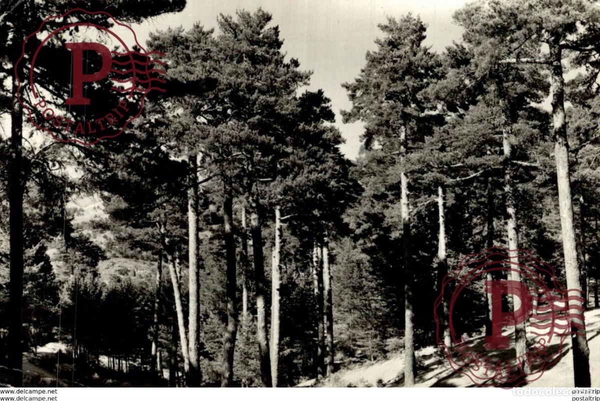 Postales: SAN RAFAEL BOSQUE DE PINOS - Foto 1