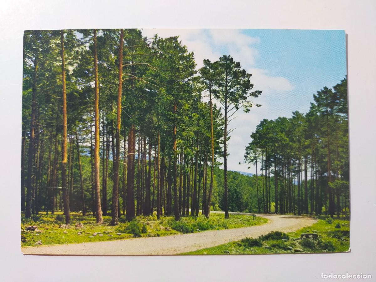Postales: Postal VINUESA (SORIA): Pinares - Edic. Vistabella.