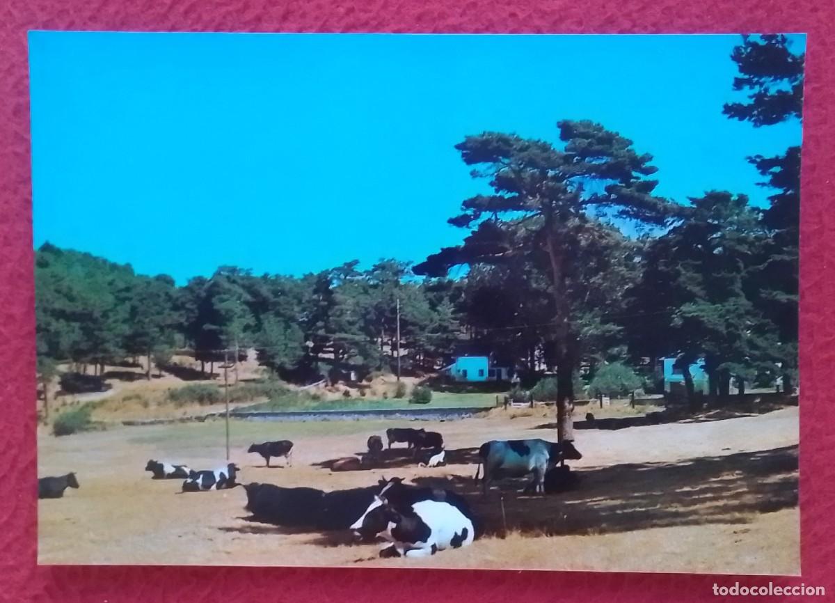 Postales: ANTIGUA POSTAL POST CARD SAN RAFAEL SEGOVIA PRADO ARROYO MAYOR SPAIN GANADO VACAS..ED. M. ROYUELA...