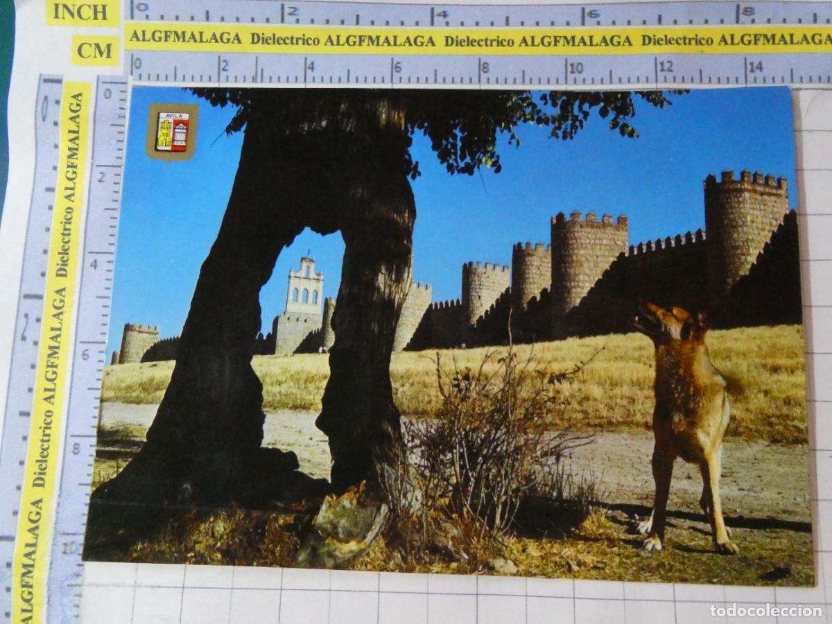Postales: POSTAL DE &Aacute;VILA. A&Ntilde;O 1970.- MURALLAS PERRO PASTOR ALEM&Aacute;N 31 ESCUDO ORO. 718