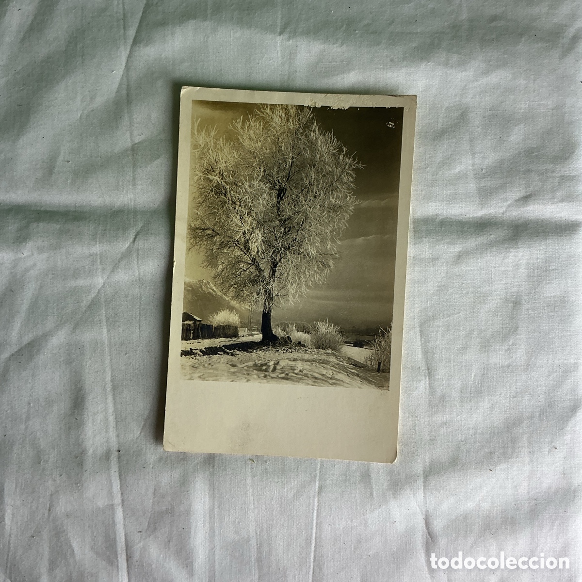 Postales: Postal Fotogr&aacute;fica &Aacute;rbol Nevado Blanco y negro Original de la &eacute;poca 1951