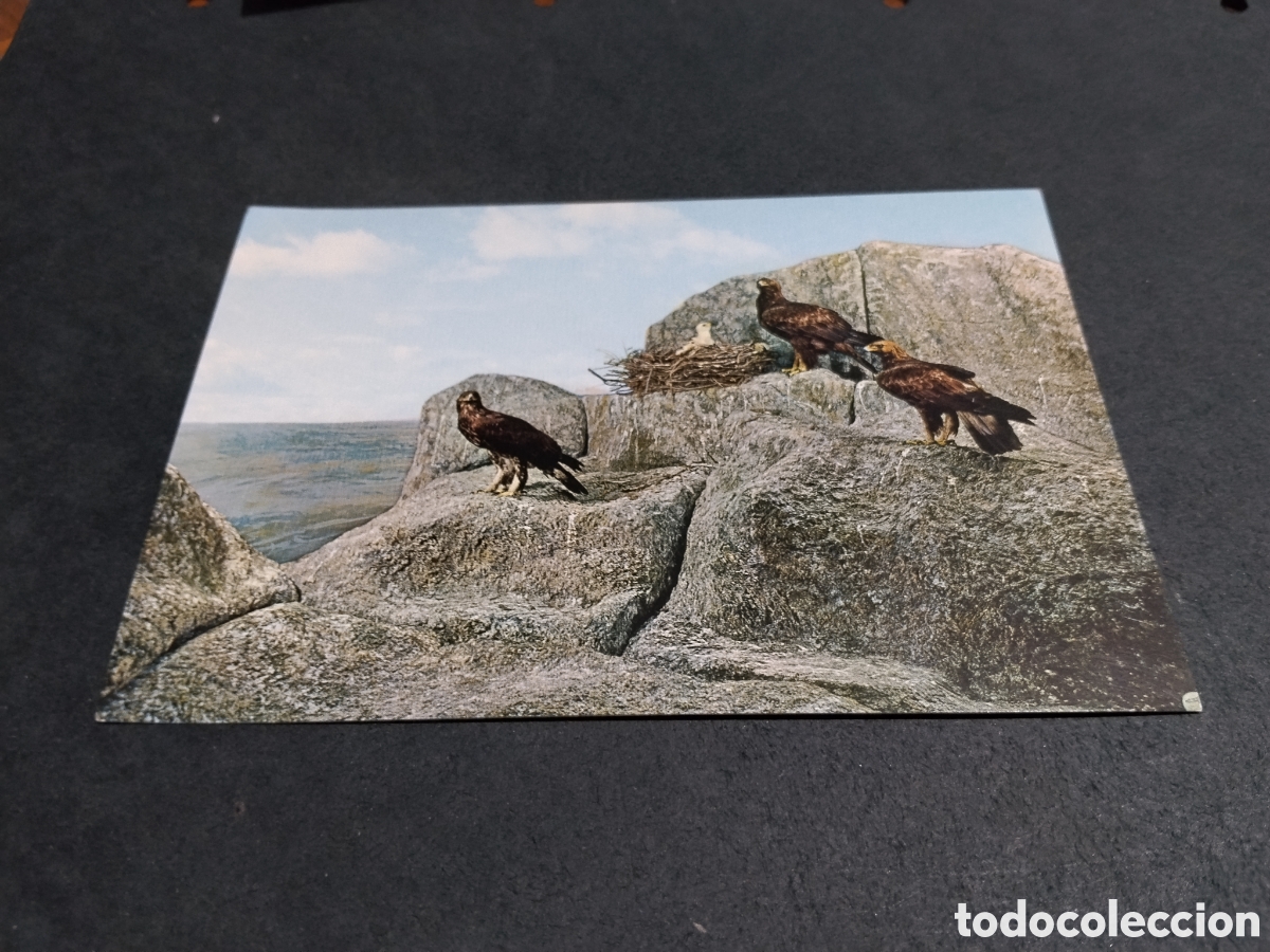Postales: Postal palacio de riofrio, museo de caza, &aacute;guilas