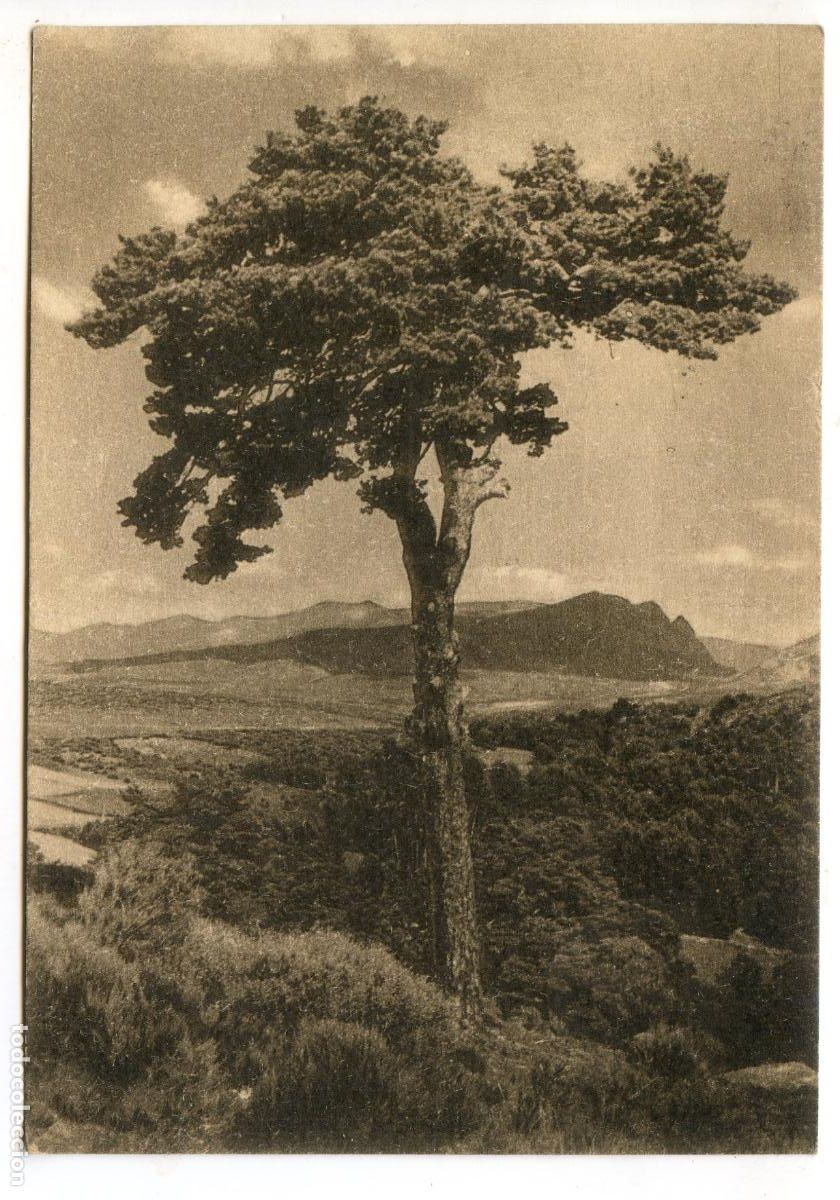 Postales: Parador Nacional de Gredos, Artes gr&aacute;ficas Martorell, bonito reverso circulado con cabra mont&eacute;s
