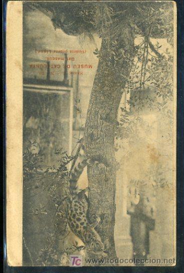 Postkarten: TARJETA POSTAL MUSEO DE CATALUNYA, GAT MESQU&Eacute;. SERIE B N&ordm; 10