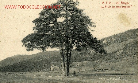 Postales: BERGA. PI DE LES TRES BRANQUES. - Foto 1