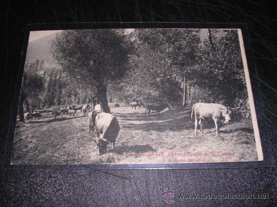 Postales: 40 CAMPRODON - PRADO DE LA COMPA - Foto 1